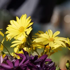 Marguerite du Cap jaune - Oestospermum - Le soleil dans votre pot