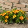 Marguerite du Cap orange - Oestospermum - Un balcon fleuri sans effort