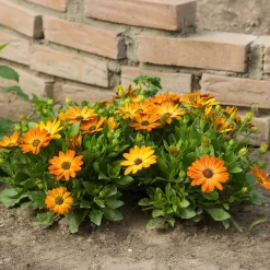 Marguerite du Cap orange - Oestospermum - Un balcon fleuri sans effort