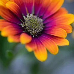 Marguerite du Cap Purple Sun - Osteospermum - Un soleil orange sur le balcon