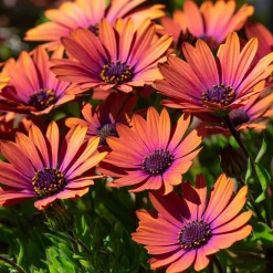 Marguerite du Cap Purple Sun - Osteospermum - Un soleil orange sur le balcon