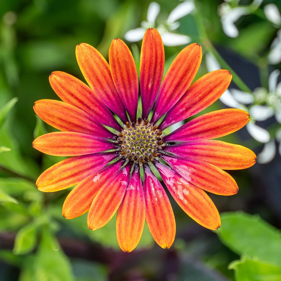 Marguerite du Cap Purple Sun - Osteospermum - Un soleil orange sur le balcon