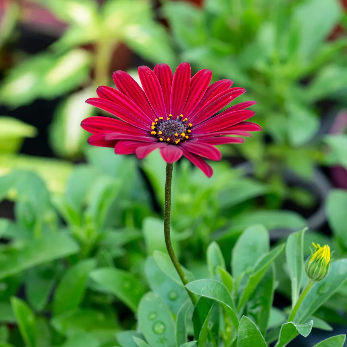 Marguerite du Cap rouge - Oestospermum - Le rouge qui fleurit tout l'été