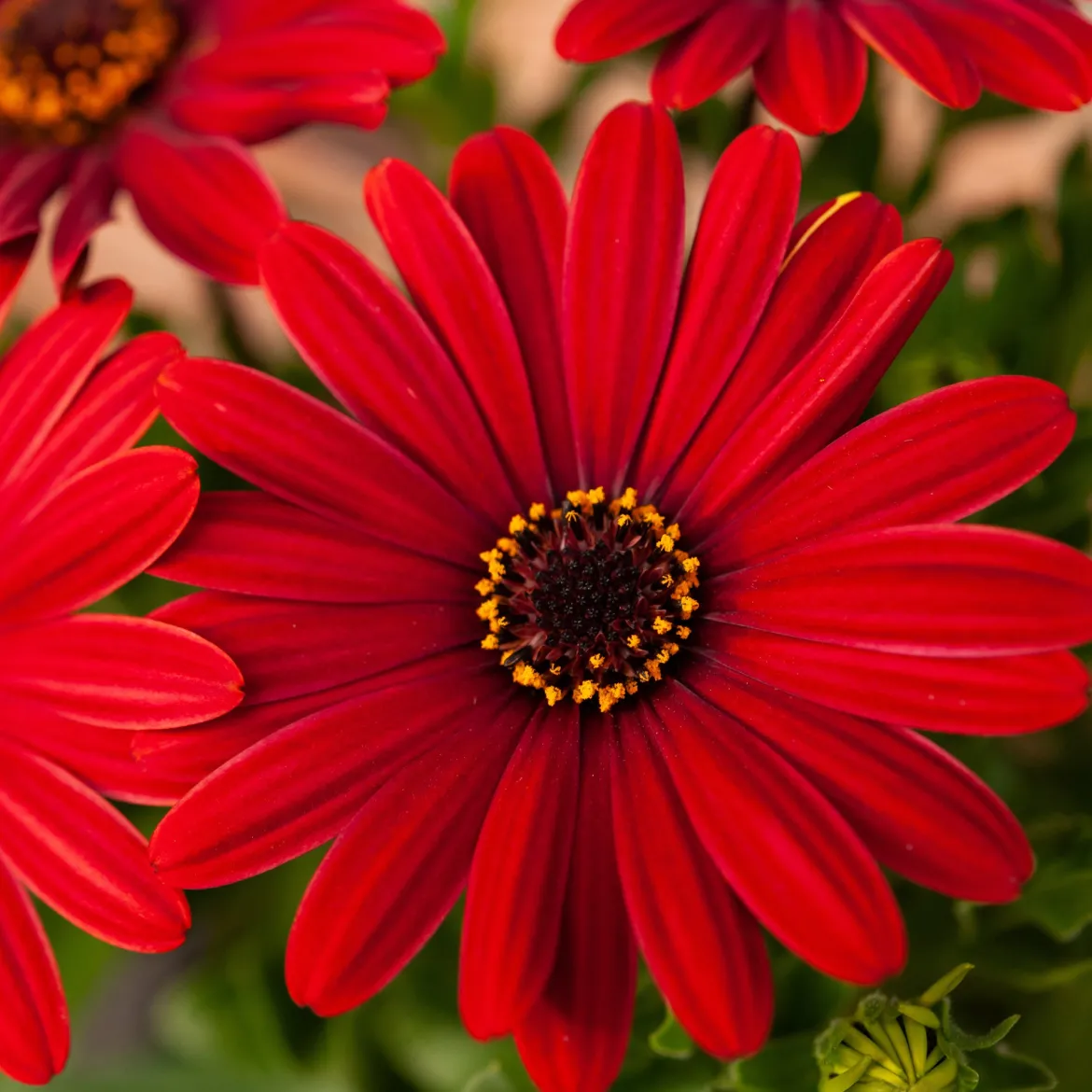 Marguerite du Cap rouge - Oestospermum - Le rouge qui fleurit tout l'été