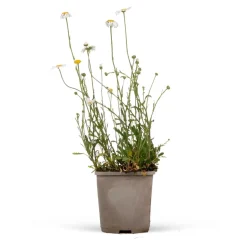 Marguerite Maikönigin - Des marguerites tout l'été