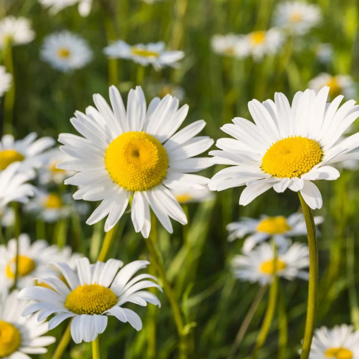 Marguerite Maikönigin - Des marguerites tout l'été