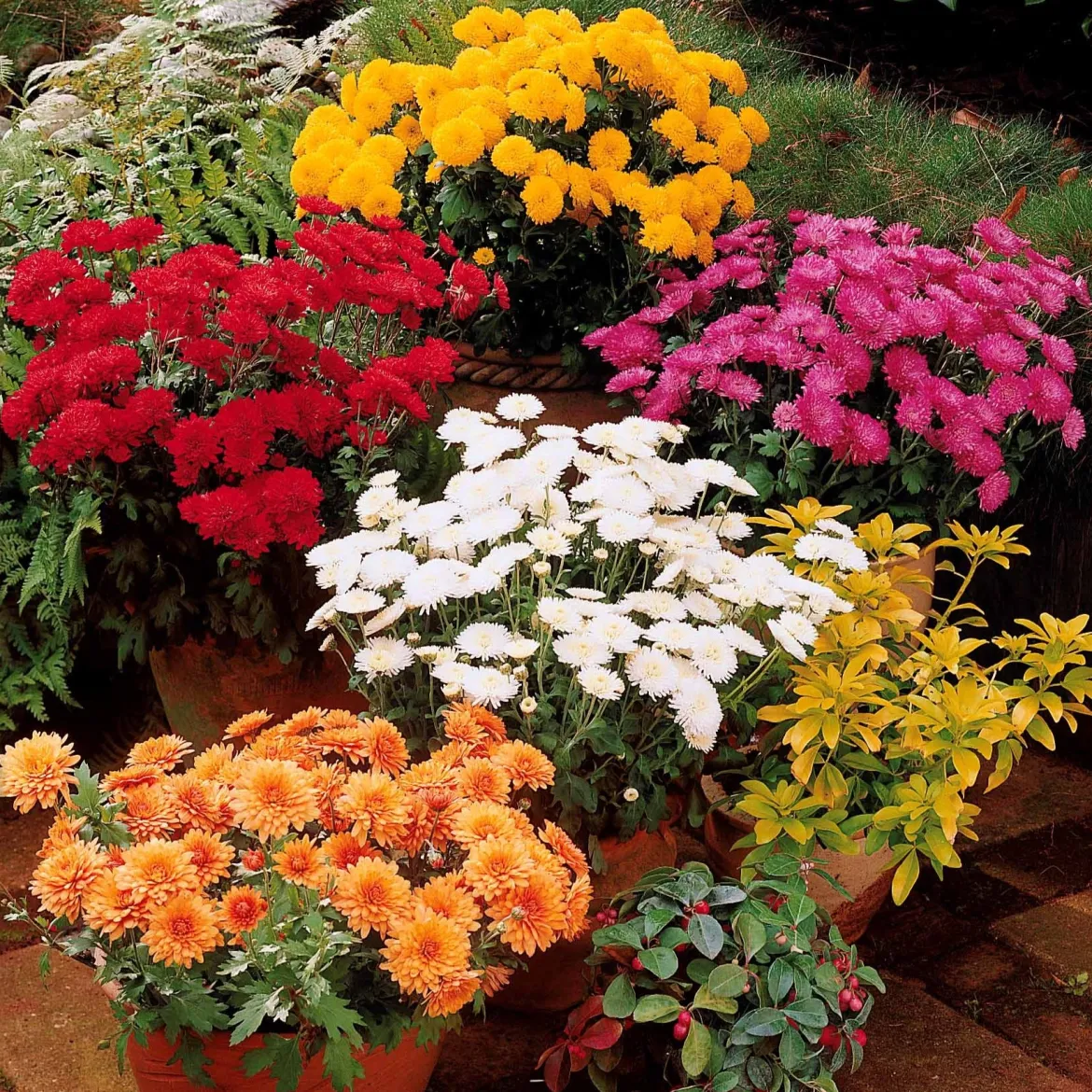 3 Marguerites d'automne en mélange - Le jardin fleuri en automne
