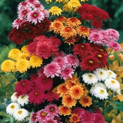 3 Marguerites d'automne en mélange - Le jardin fleuri en automne