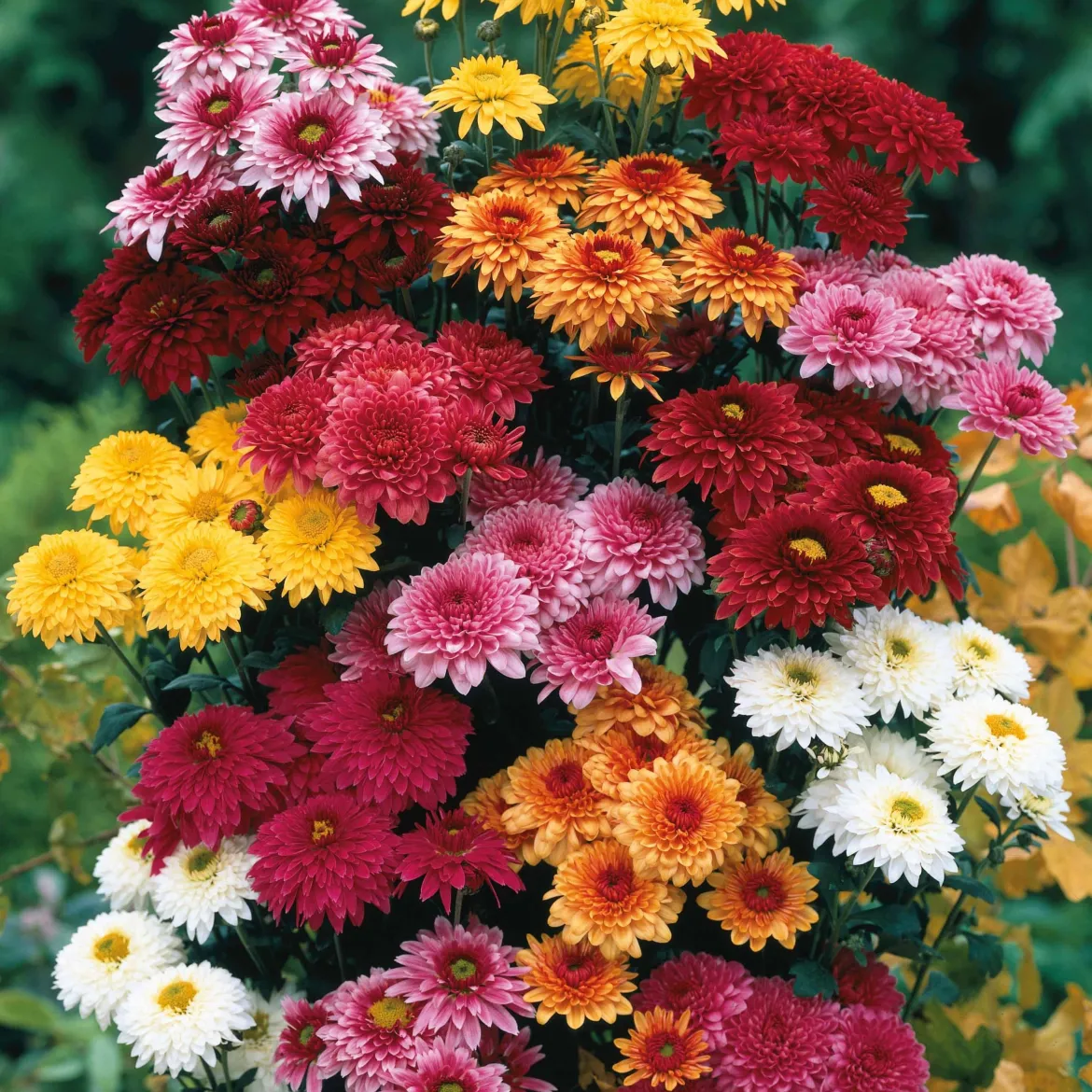 3 Marguerites d'automne en mélange - Le jardin fleuri en automne