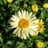 2 Marguerites d'été Banana Cream - Des marguerites jaune crème