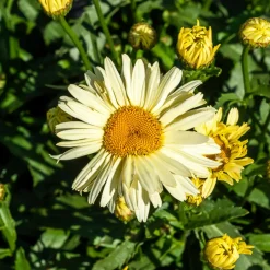 2 Marguerites d'été Banana Cream - Des marguerites jaune crème