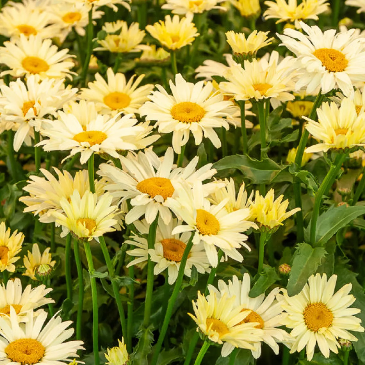 2 Marguerites d'été Banana Cream - Des marguerites jaune crème