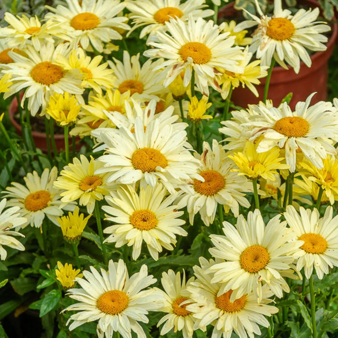 2 Marguerites d'été Banana Cream - Des marguerites jaune crème