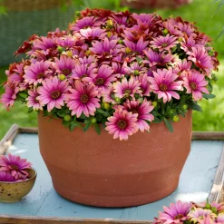 Marguerites du Cap bicolor (pourpre/blanc) - Deux couleurs sur une fleur