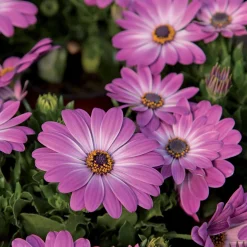 3 Marguerites du Cap Pink flave - Balcon fleuri tout l'été
