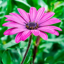 3 Marguerites du Cap pourpres - Un balcon fleuri tout l'été