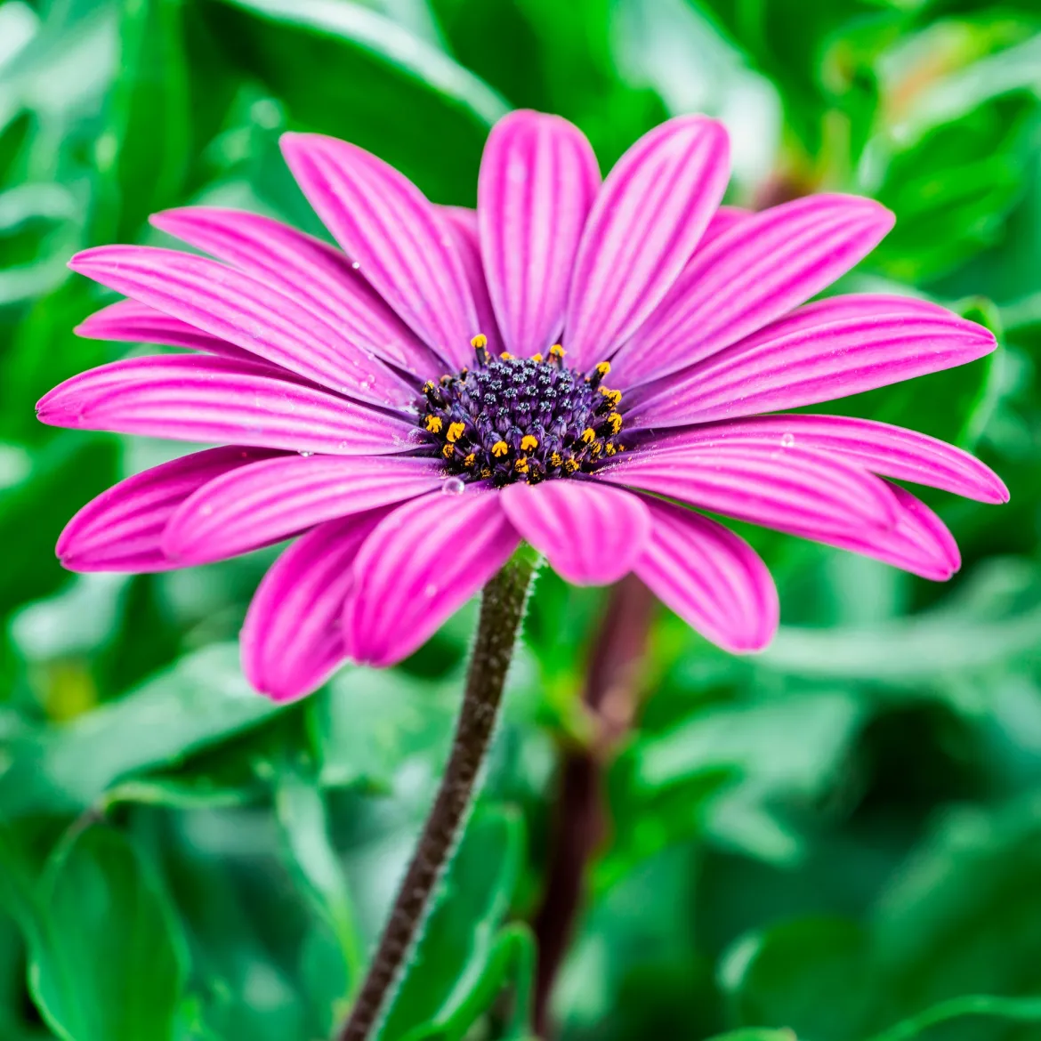 3 Marguerites du Cap pourpres - Un balcon fleuri tout l'été