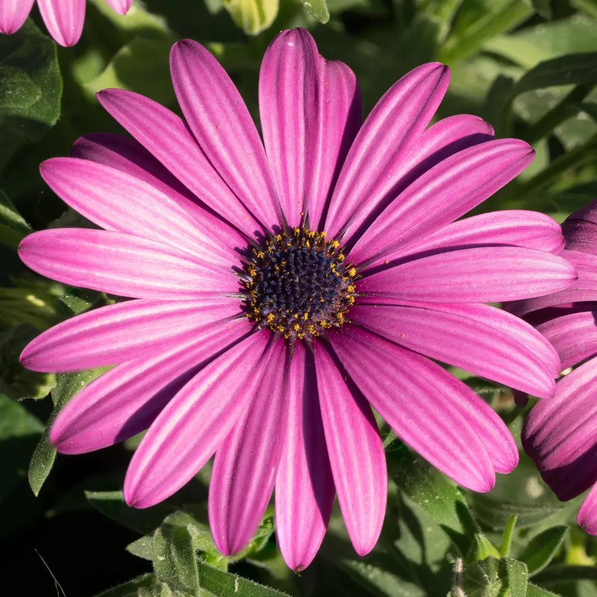 3 Marguerites du Cap pourpres - Un balcon fleuri tout l'été