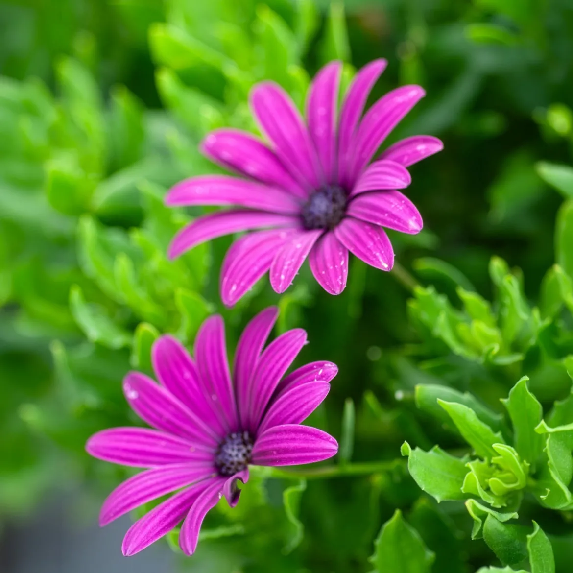 3 Marguerites du Cap pourpres - Un balcon fleuri tout l'été