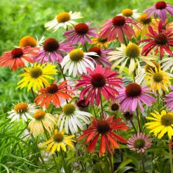 5 Marguerites papillon en mélange - Un massif qui attire les papillons