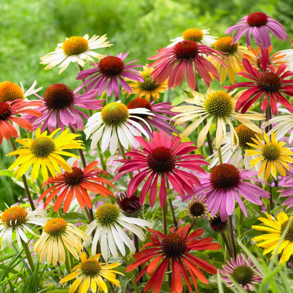 5 Marguerites papillon en mélange - Un massif qui attire les papillons