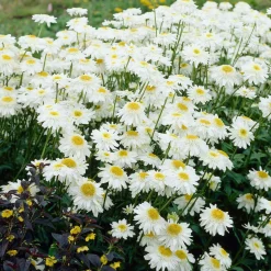 Marguerite 'Wirral Supreme' - La grande marguerite facile