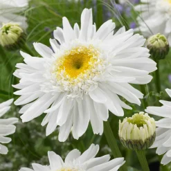 Marguerite 'Wirral Supreme' - La grande marguerite facile