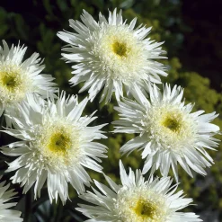 Marguerite 'Wirral Supreme' - La grande marguerite facile
