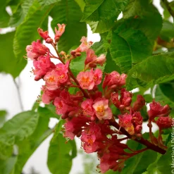 Marronnier rouge Briotii - Un arbre qui fait sensation