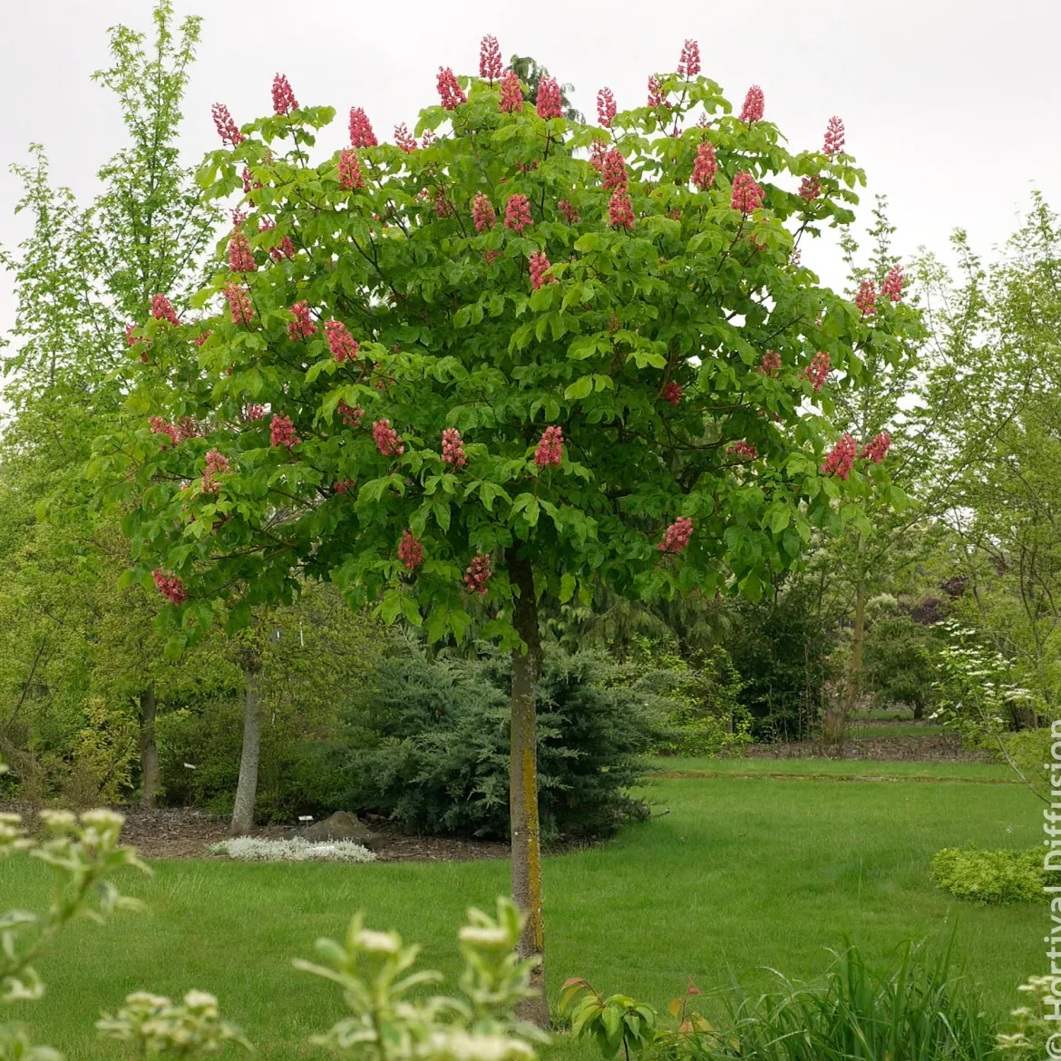 Marronnier rouge Briotii - Un arbre qui fait sensation