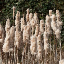 Massette à feuilles larges - Un bassin naturel en un geste