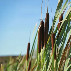 Massette à feuilles larges - Un bassin naturel en un geste