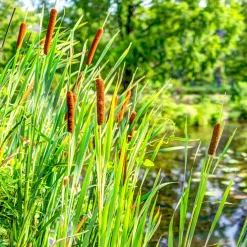 Massette à feuilles larges - Un bassin naturel en un geste