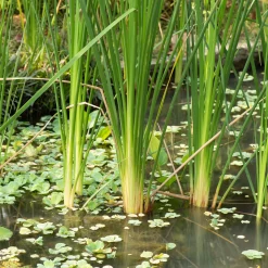 Massette à feuilles étroites - Le bassin qui prend vie