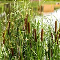 Massette à feuilles étroites - Le bassin qui prend vie