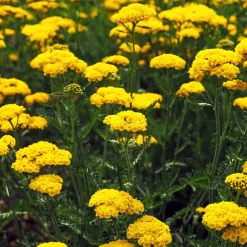 Massif de 50 plantes vivaces assorties - Superficie environ 6 m² - 6 m² fleuris sans effort