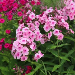 Massif de 50 plantes vivaces assorties - Superficie environ 6 m² - 6 m² fleuris sans effort
