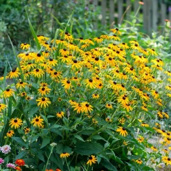 Massif de 50 plantes vivaces assorties - Superficie environ 6 m² - 6 m² fleuris sans effort