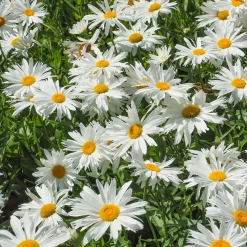 Massif fleuri facile - 8 plantes vivaces - Superficie env. 1,5 m² - Un massif prêt à fleurir