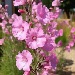 Massif fleuri facile - 8 plantes vivaces - Superficie env. 1,5 m² - Un massif prêt à fleurir
