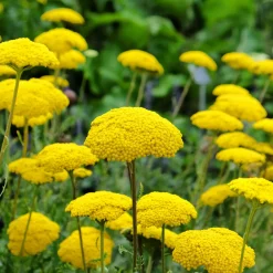 Massif fleuri facile - 8 plantes vivaces - Superficie env. 1,5 m² - Un massif prêt à fleurir