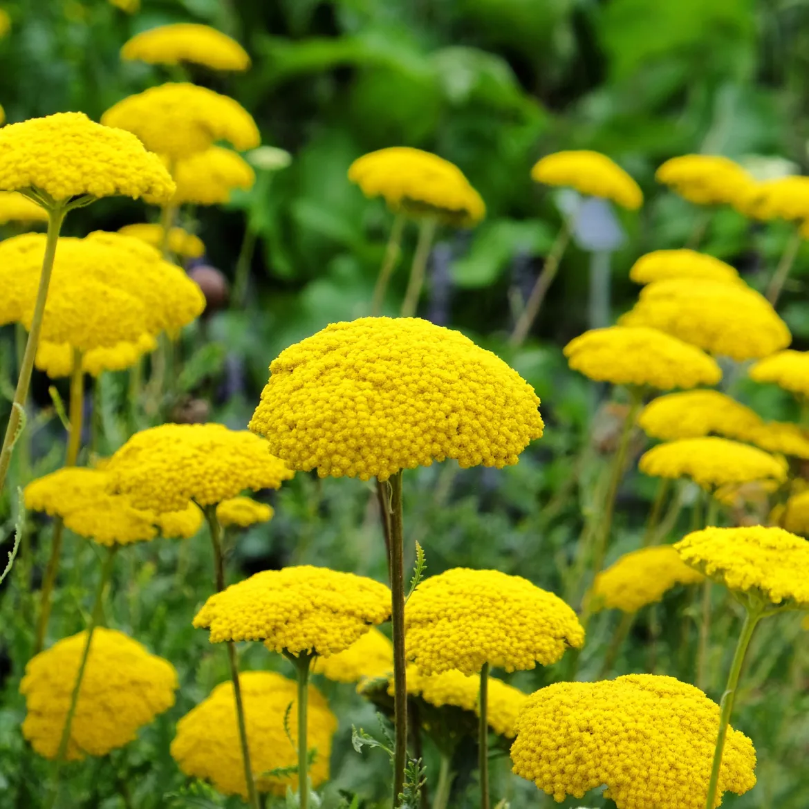Massif fleuri facile - 8 plantes vivaces - Superficie env. 1,5 m² - Un massif prêt à fleurir