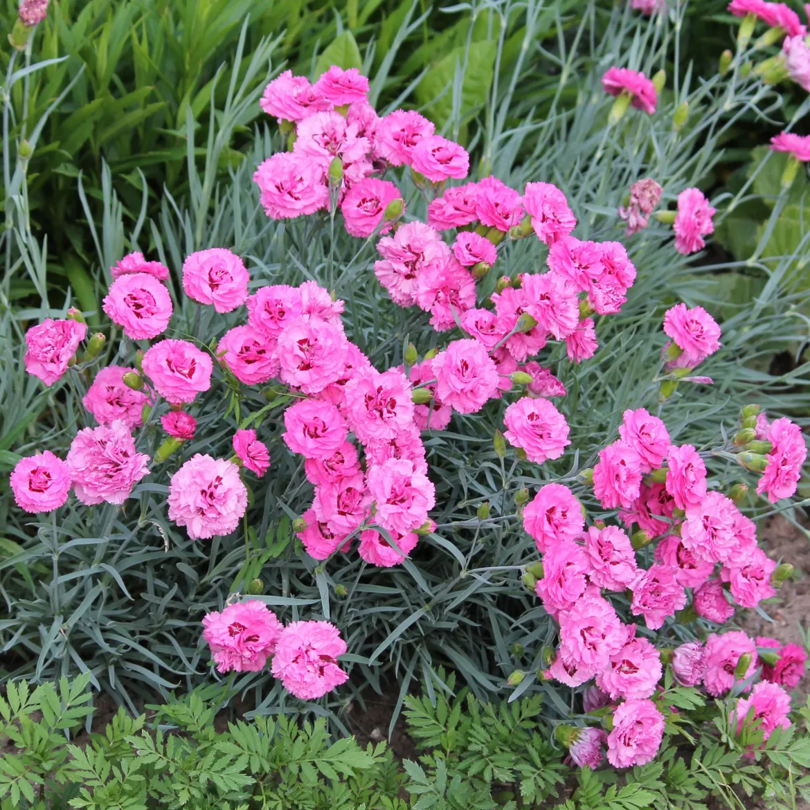 Massif fleuri facile - 8 plantes vivaces - Superficie env. 1,5 m² - Un massif prêt à fleurir