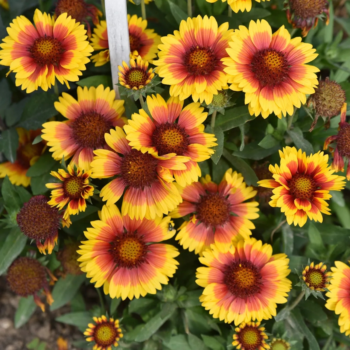 Massif fleuri facile - 8 plantes vivaces - Superficie env. 1,5 m² - Un massif prêt à fleurir