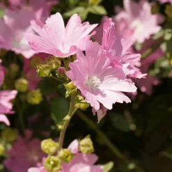 Mauve alcée Fastigiata - Fleurs roses tout l'été