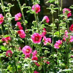 Mauve du Cap El Rayo - Fleurit tout l'été sans effort