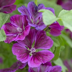 Mauve géante - Fleurs violettes tout l'été