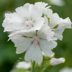 Mauve musquée blanche - Un nuage de fleurs blanches