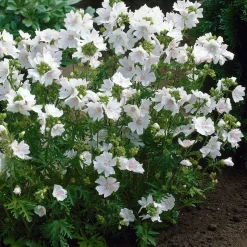 Mauve musquée blanche - Un nuage de fleurs blanches