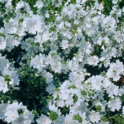 Mauve musquée blanche - Un nuage de fleurs blanches